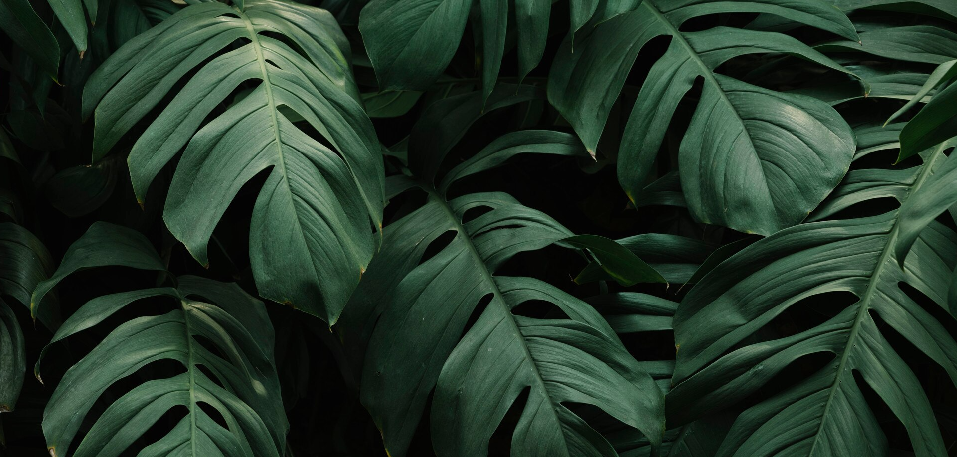 Optimize Agricultural Efficiency with AIMS background image